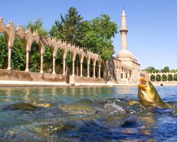 Şanlıurfa - Balıklıgöl